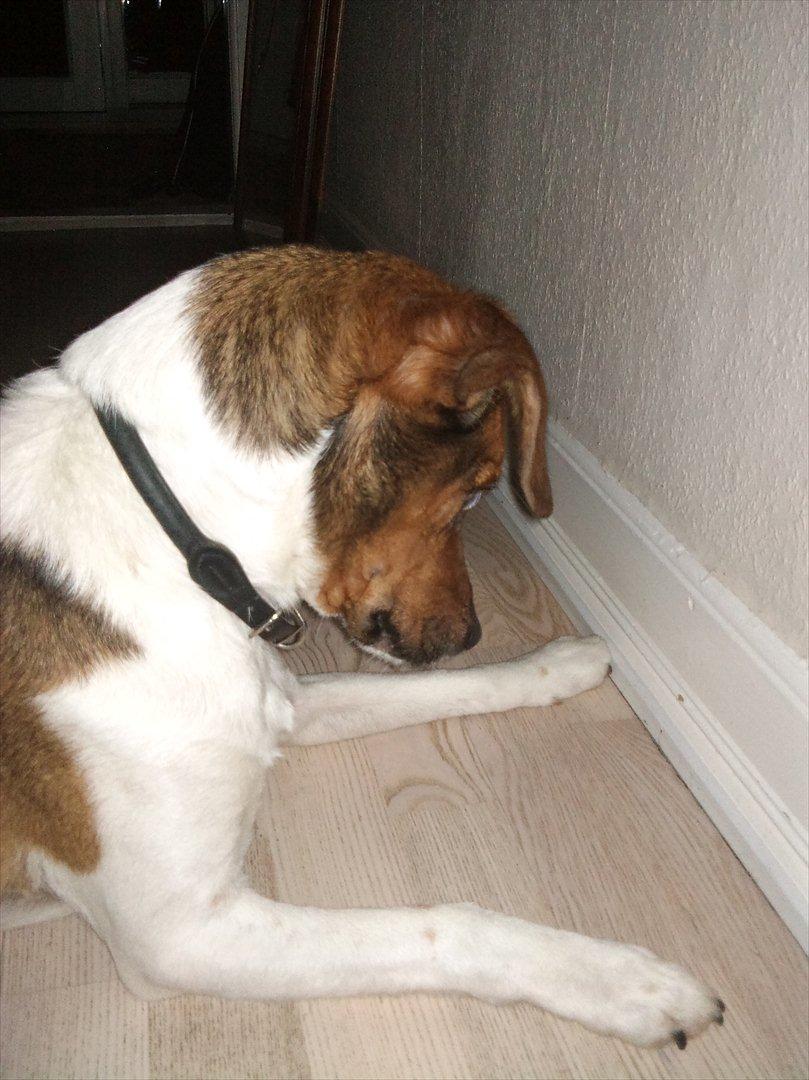 Dansk svensk gaardhund kurt thorsen  billede 3