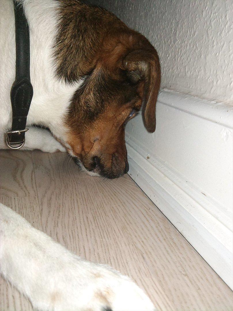 Dansk svensk gaardhund kurt thorsen  billede 4