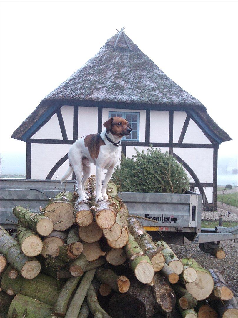 Dansk svensk gaardhund kurt thorsen  billede 5