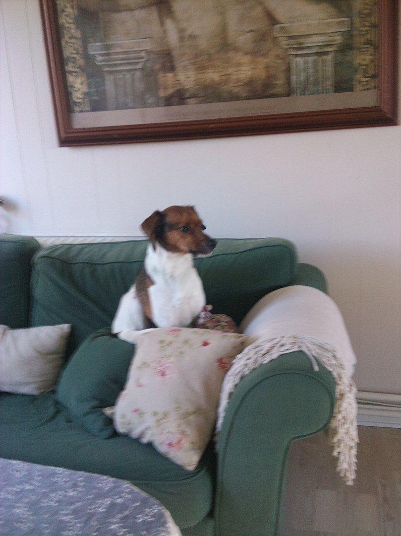 Dansk svensk gaardhund kurt thorsen  billede 6