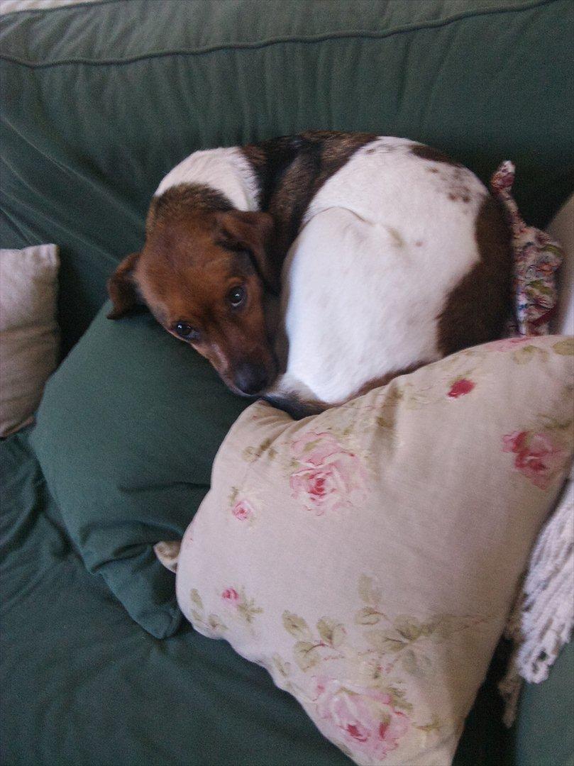 Dansk svensk gaardhund kurt thorsen  billede 7