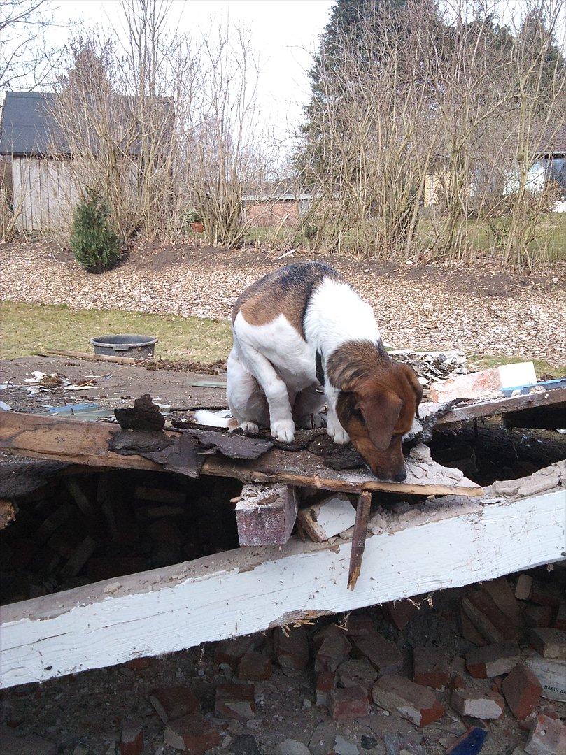 Dansk svensk gaardhund kurt thorsen  billede 8