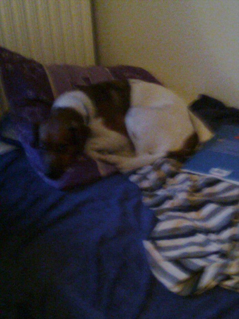 Dansk svensk gaardhund kurt thorsen  billede 9