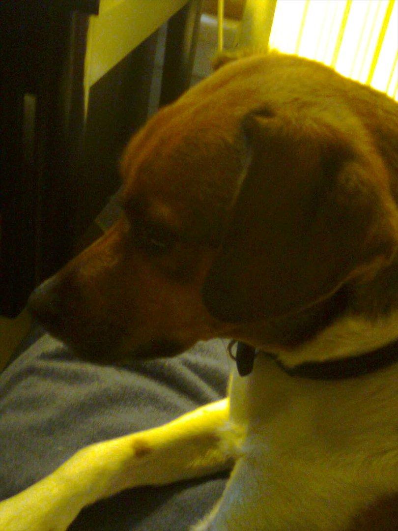 Dansk svensk gaardhund kurt thorsen  billede 10