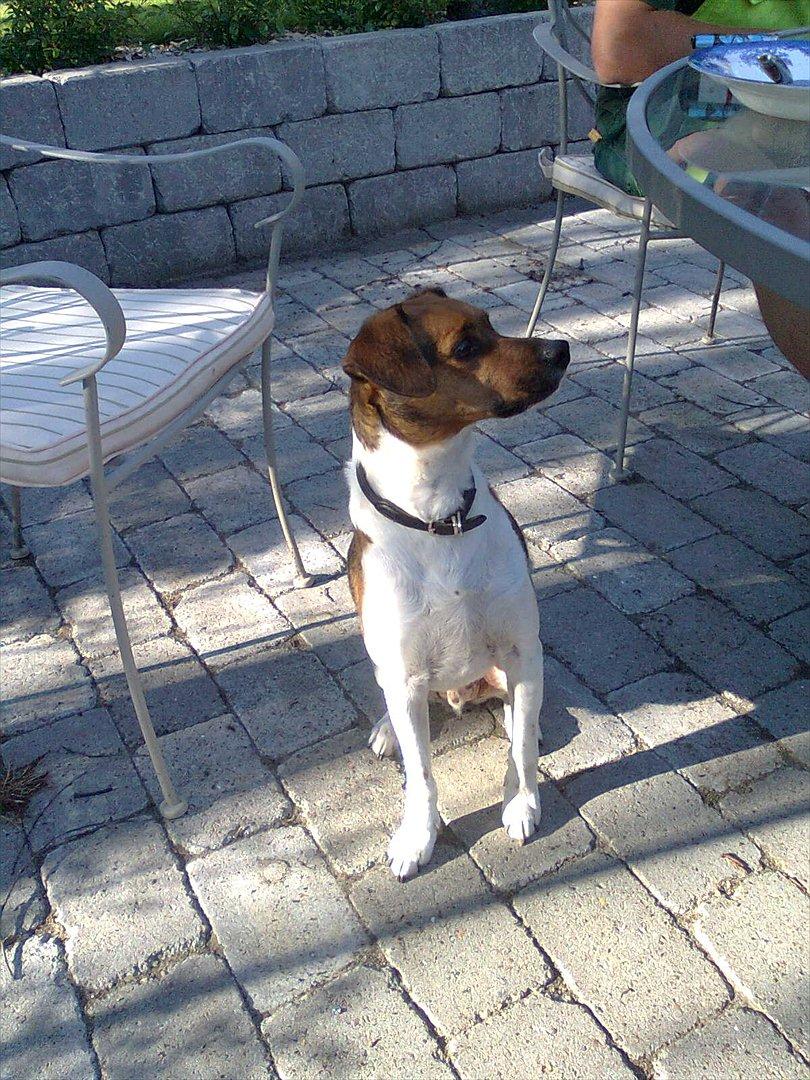 Dansk svensk gaardhund kurt thorsen  billede 11