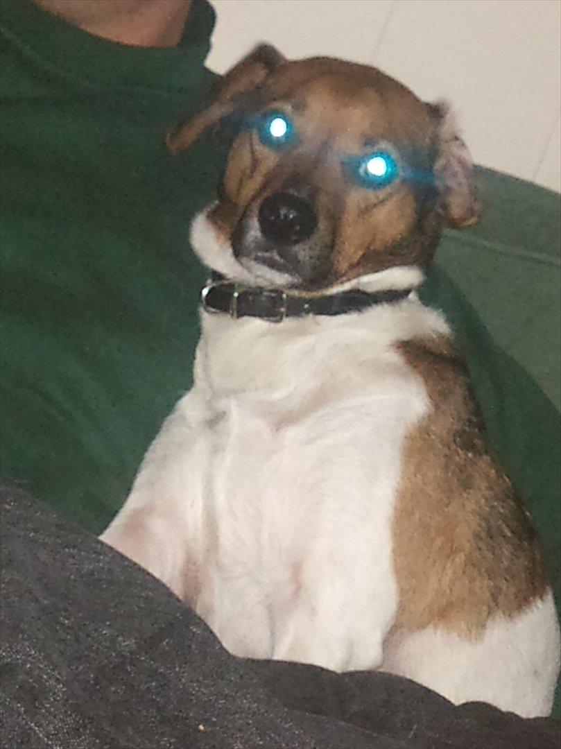 Dansk svensk gaardhund kurt thorsen  billede 12