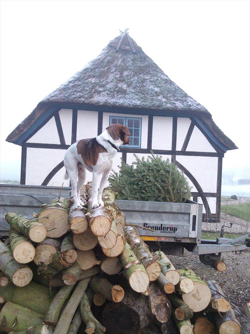 Dansk svensk gaardhund kurt thorsen  billede 13