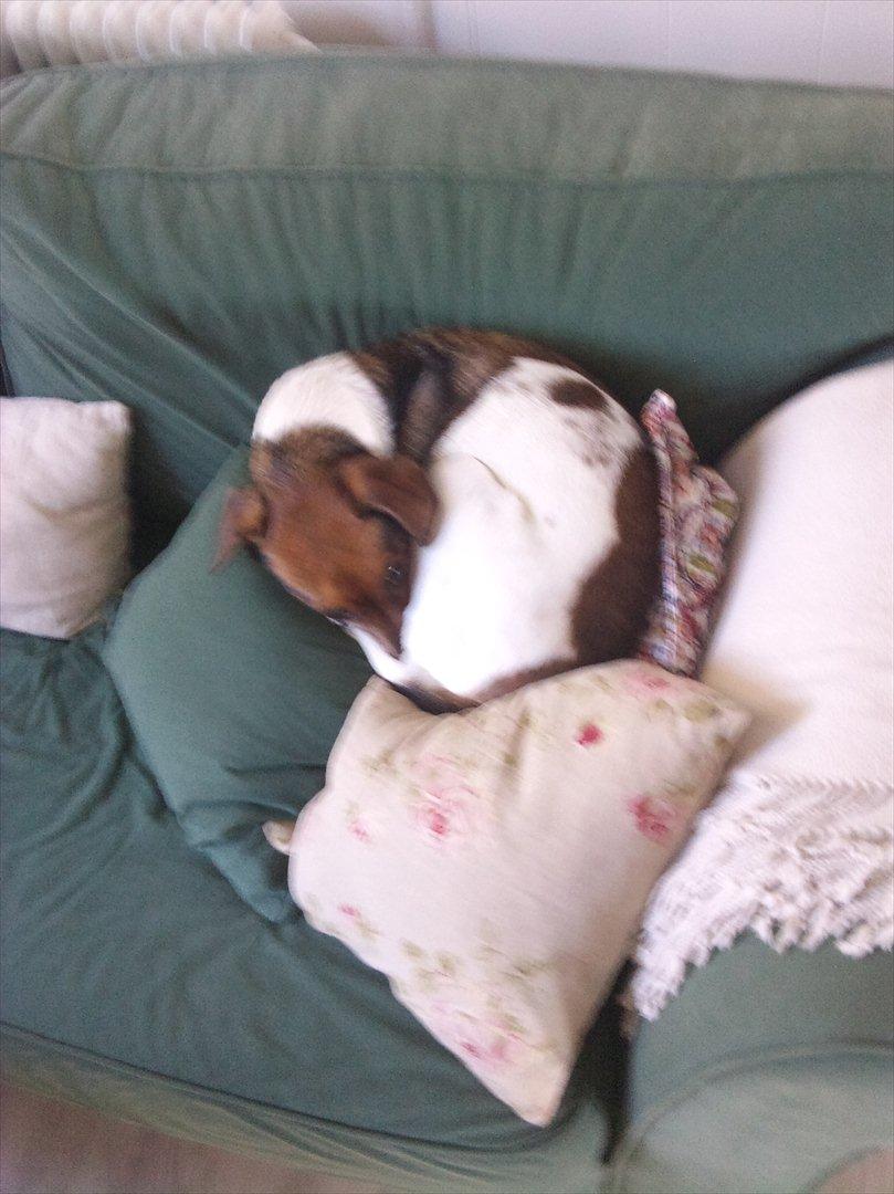 Dansk svensk gaardhund kurt thorsen  billede 14