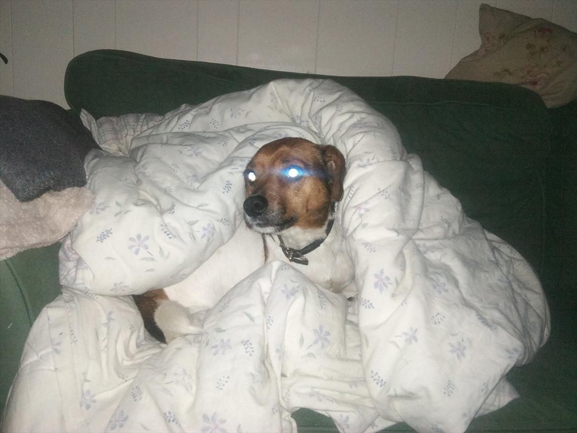 Dansk svensk gaardhund kurt thorsen  billede 15