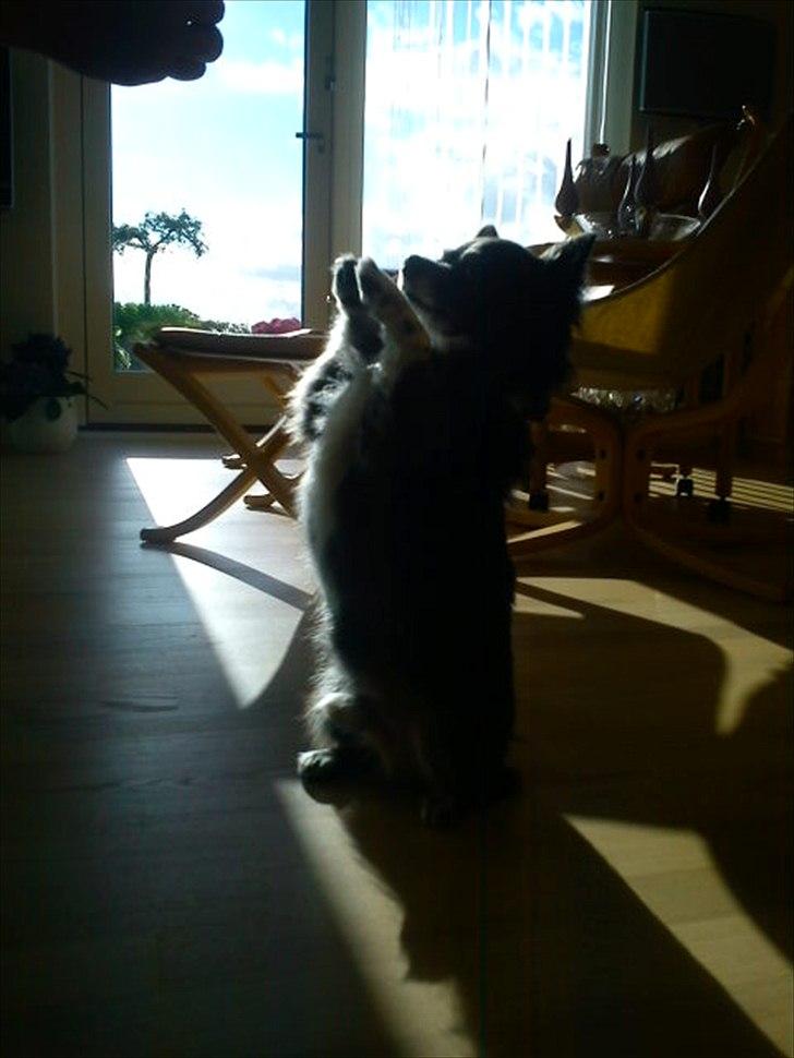 Chihuahua Felix billede 20