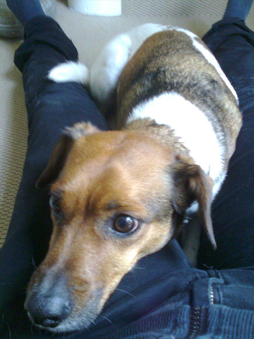 Dansk svensk gaardhund kurt thorsen  billede 16