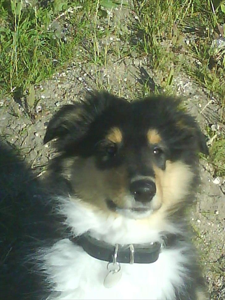 Collie langhåret Baloo billede 17