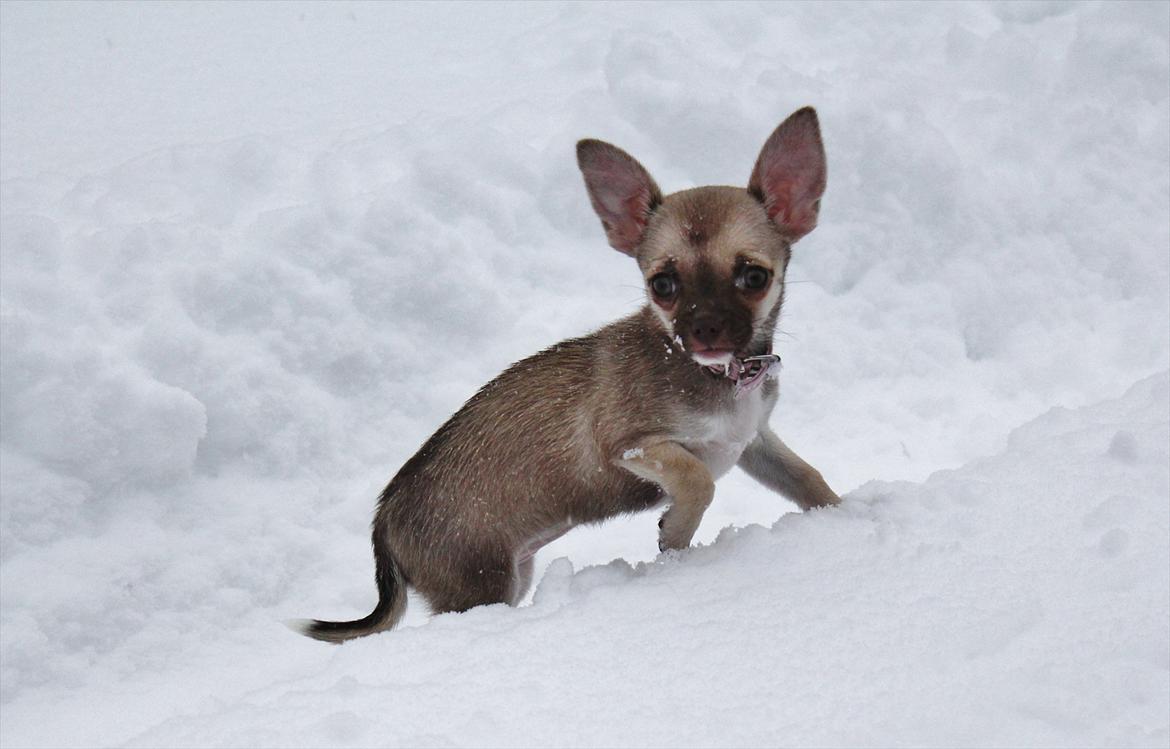 Chihuahua Fluffy The Diiva billede 2