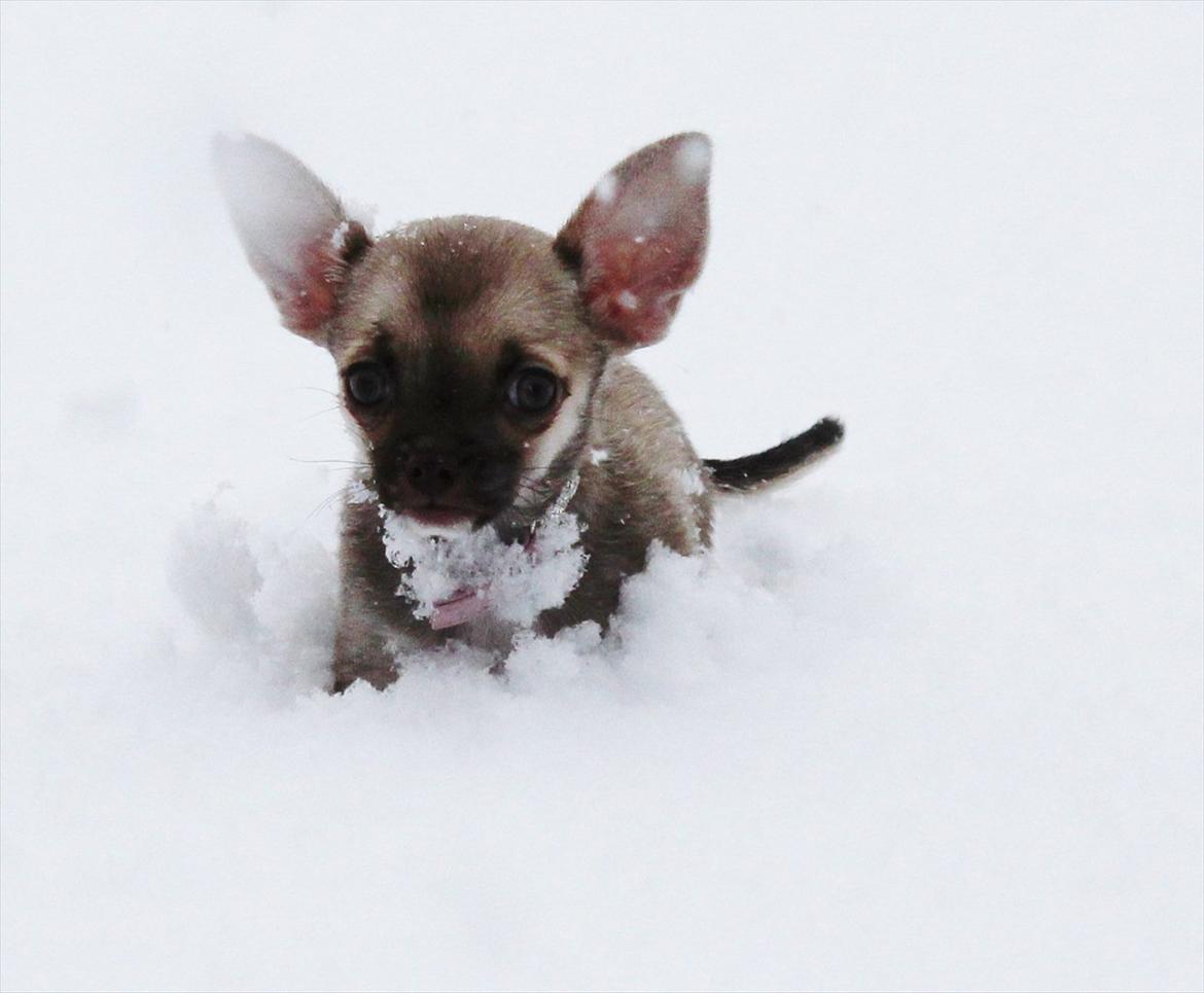 Chihuahua Fluffy The Diiva billede 7