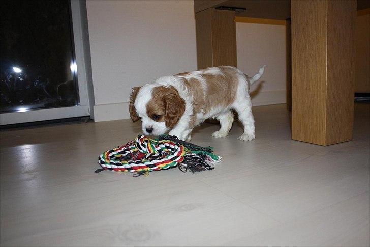 Cavalier king charles spaniel Aya - 6 uger billede 9