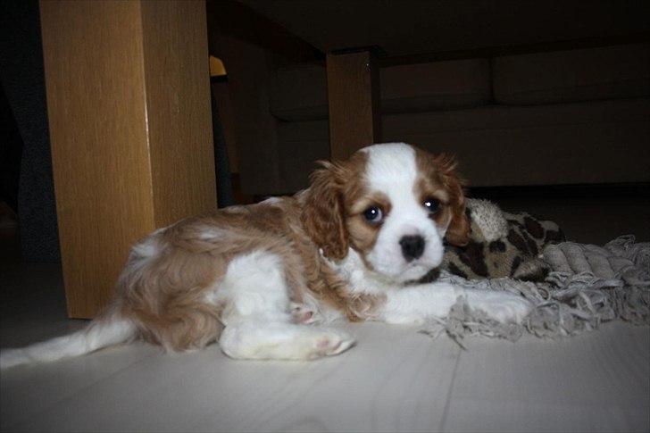 Cavalier king charles spaniel Aya - 6 uger billede 10