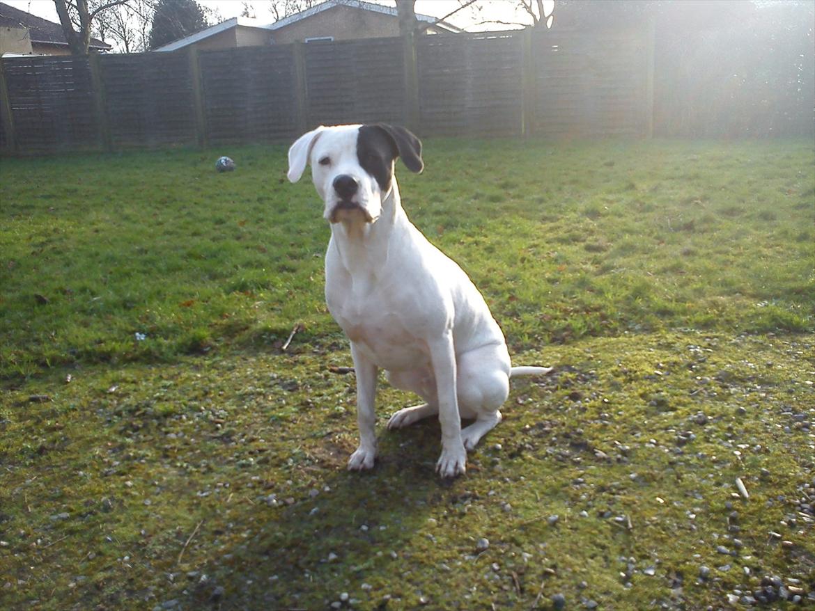 Dogo argentino Tayson - Se mor jeg skal nok blive siddene .. ;D  billede 10