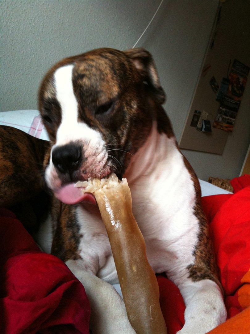 Amerikansk bulldog King billede 7