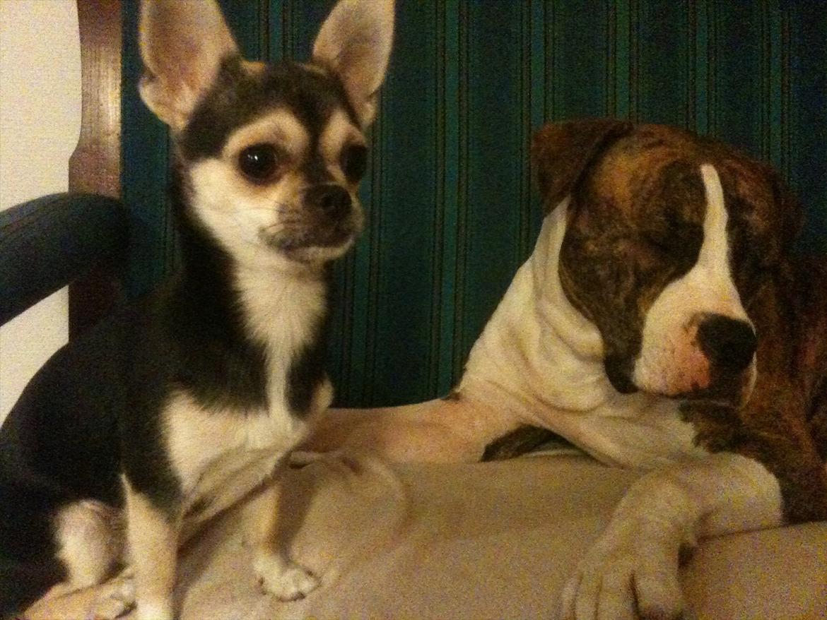 Amerikansk bulldog King billede 8