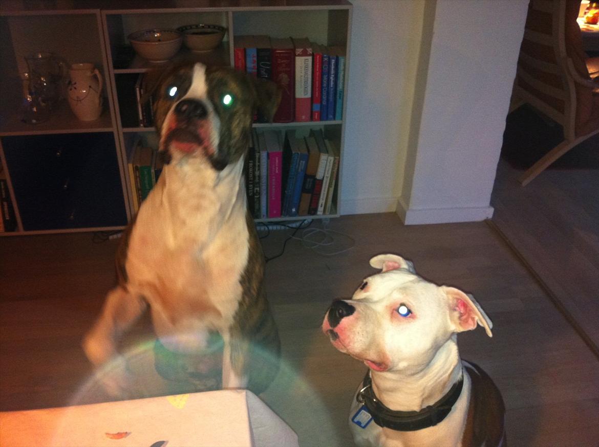 Amerikansk bulldog King billede 9