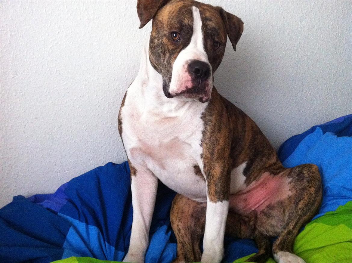 Amerikansk bulldog King billede 10