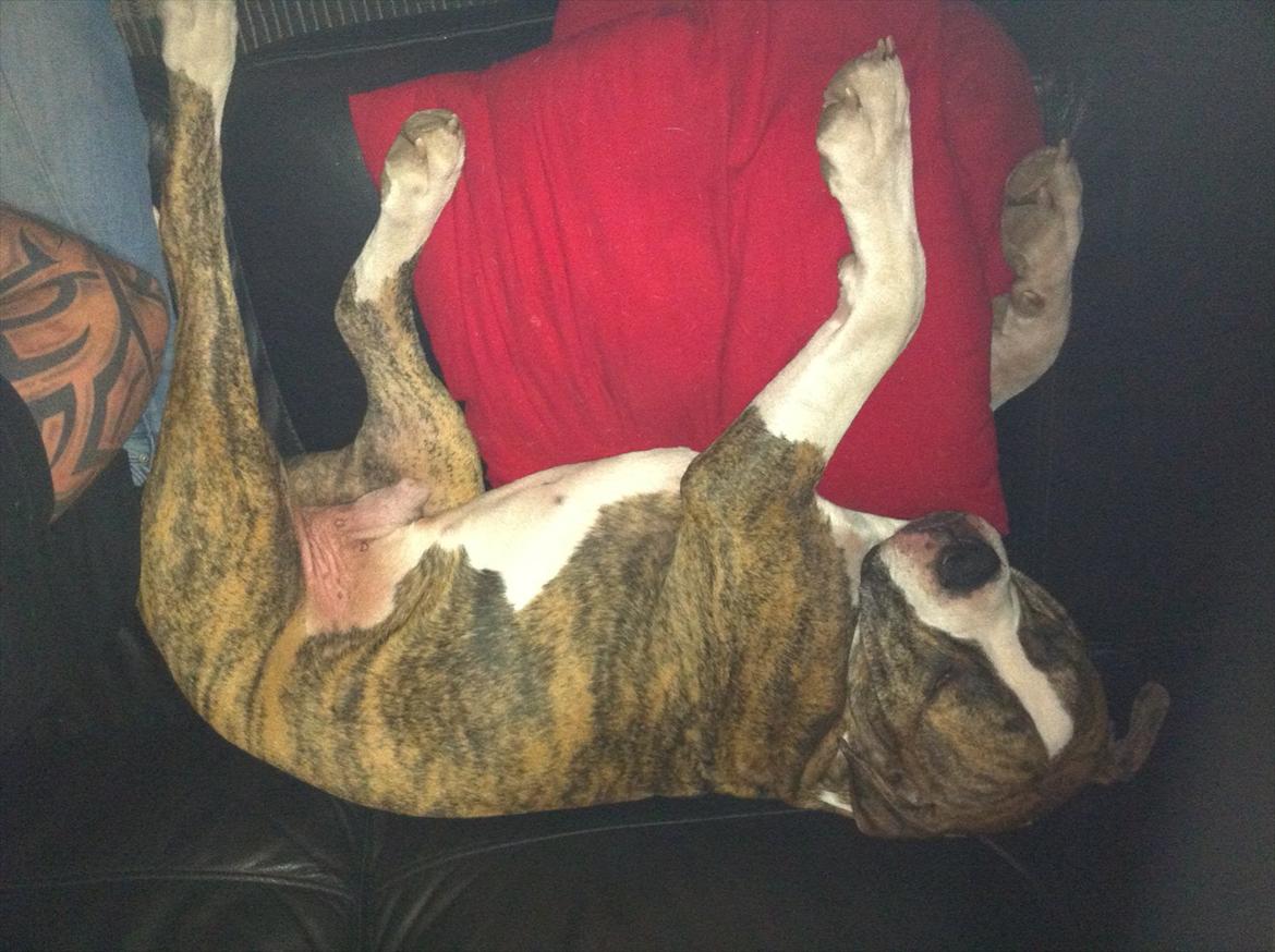 Amerikansk bulldog King billede 11