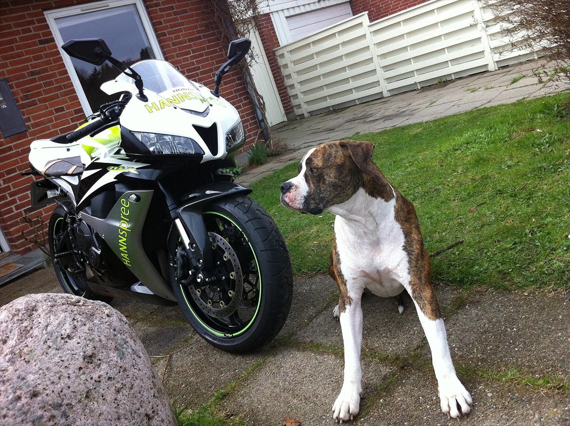 Amerikansk bulldog King billede 12