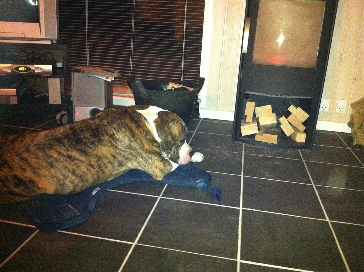 Amerikansk bulldog King billede 13