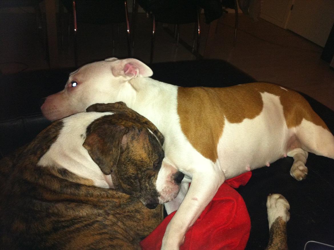 Amerikansk bulldog King billede 14