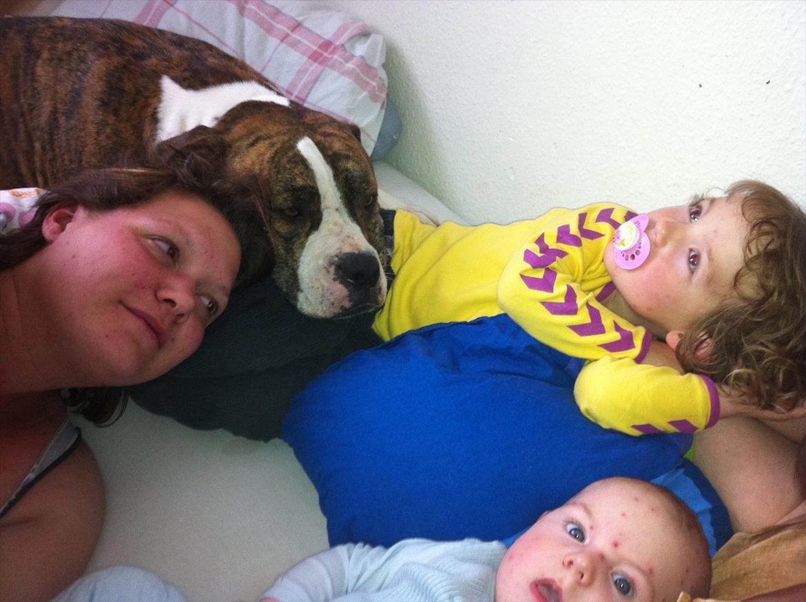 Amerikansk bulldog King billede 15