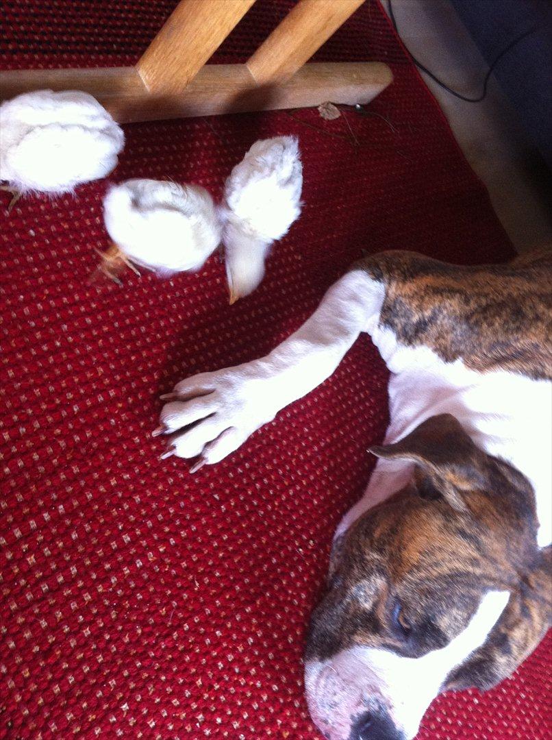 Amerikansk bulldog King billede 16