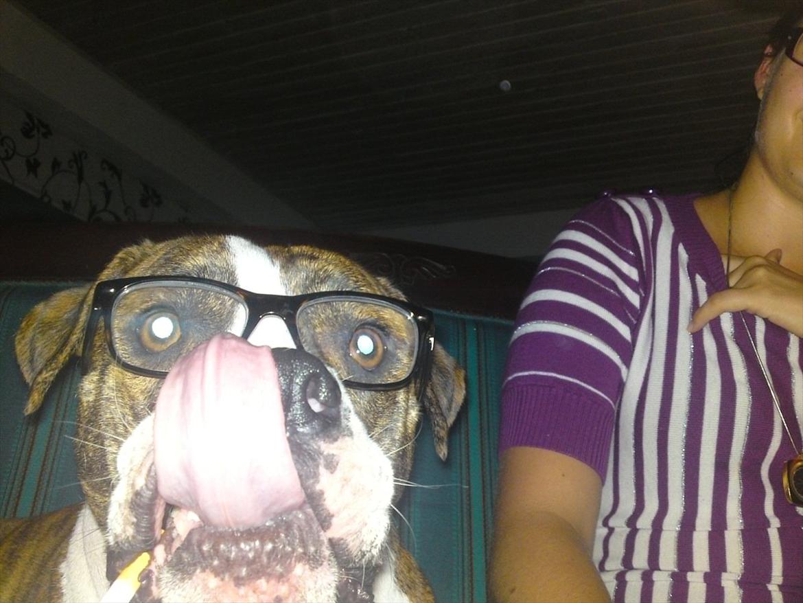 Amerikansk bulldog King billede 17