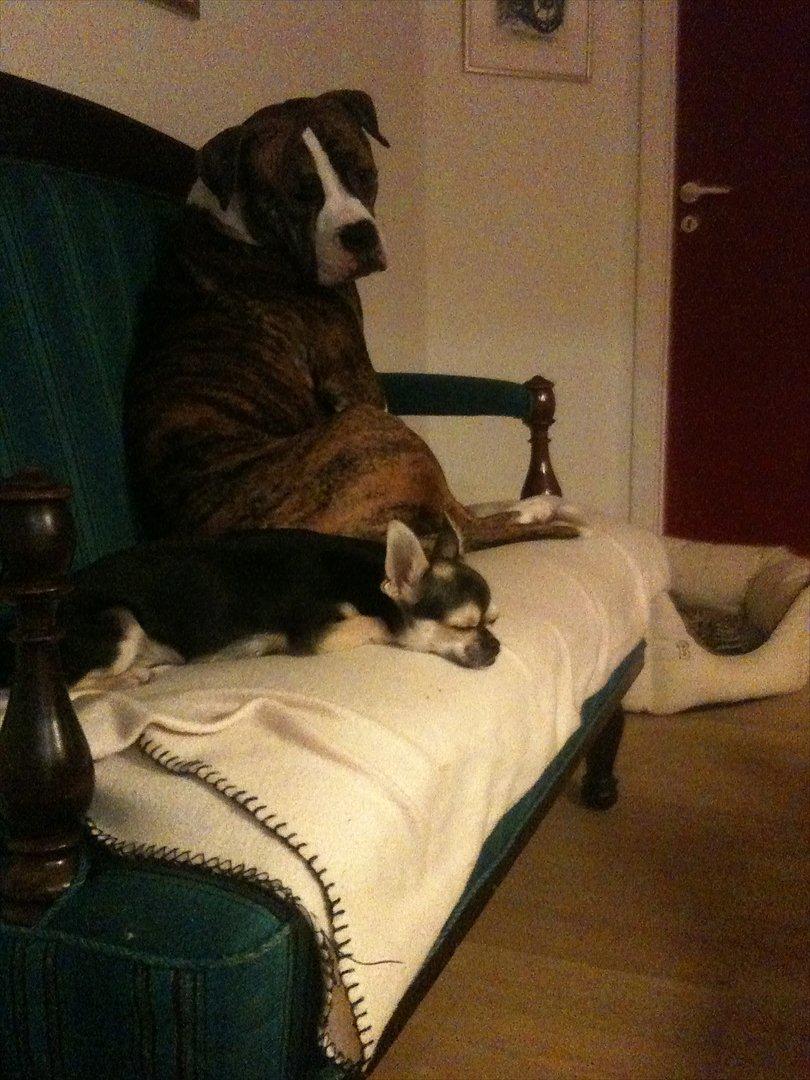 Amerikansk bulldog King billede 18