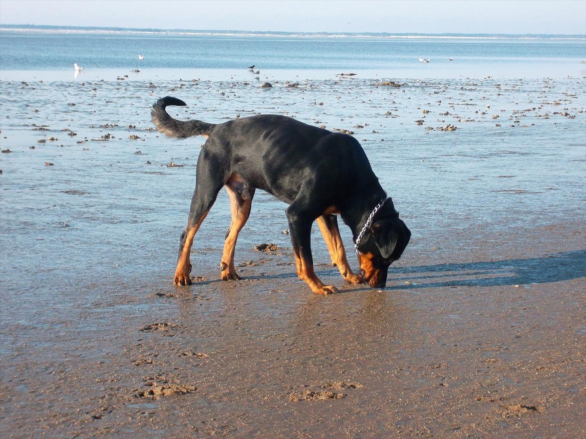 Blanding af racer Tyson (Rottweiler/Berner sennen) - Total afslapning på hjerting strand :) billede 12