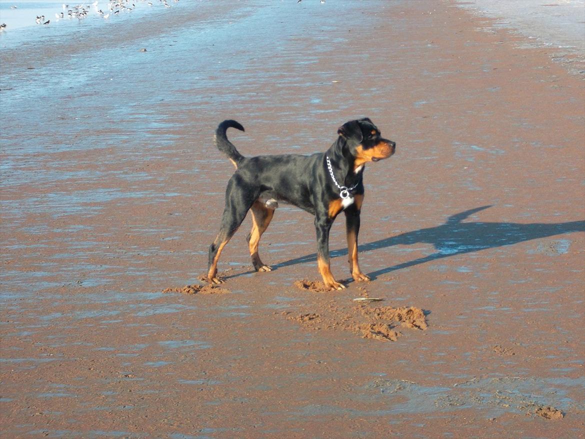 Blanding af racer Tyson (Rottweiler/Berner sennen) - hvad kigger du på ? :) billede 13