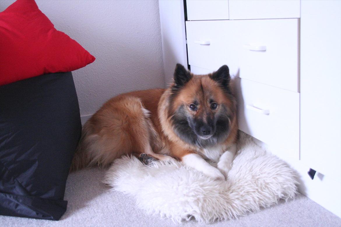 Islandsk fårehund Frenja - NYT!! billede 1