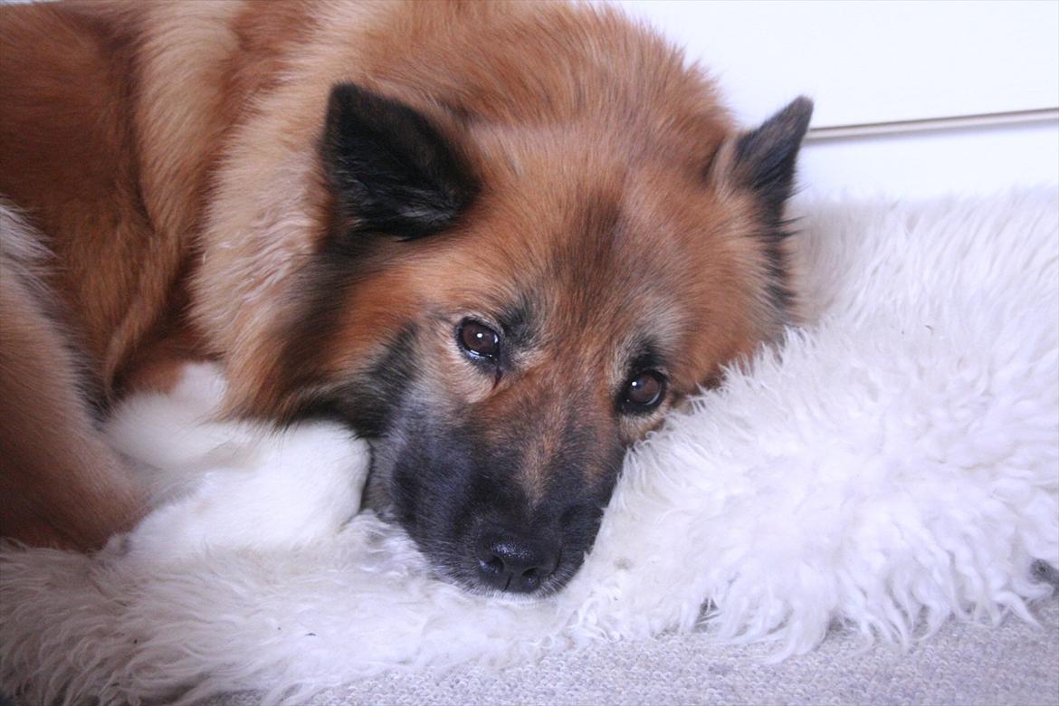 Islandsk fårehund Frenja - NYT!! billede 3