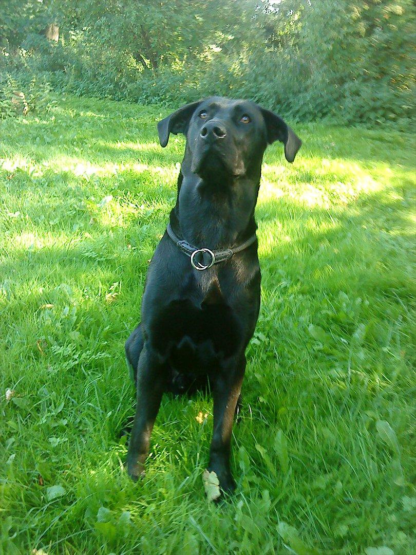 Labrador retriever VIKTOR billede 1