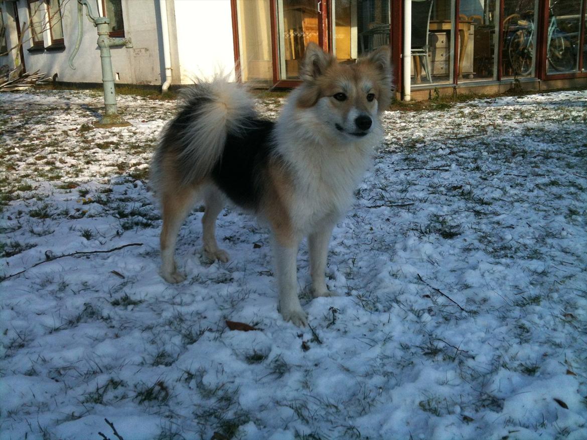 Islandsk fårehund Shiva - smukke <3
01.02.2012 billede 22