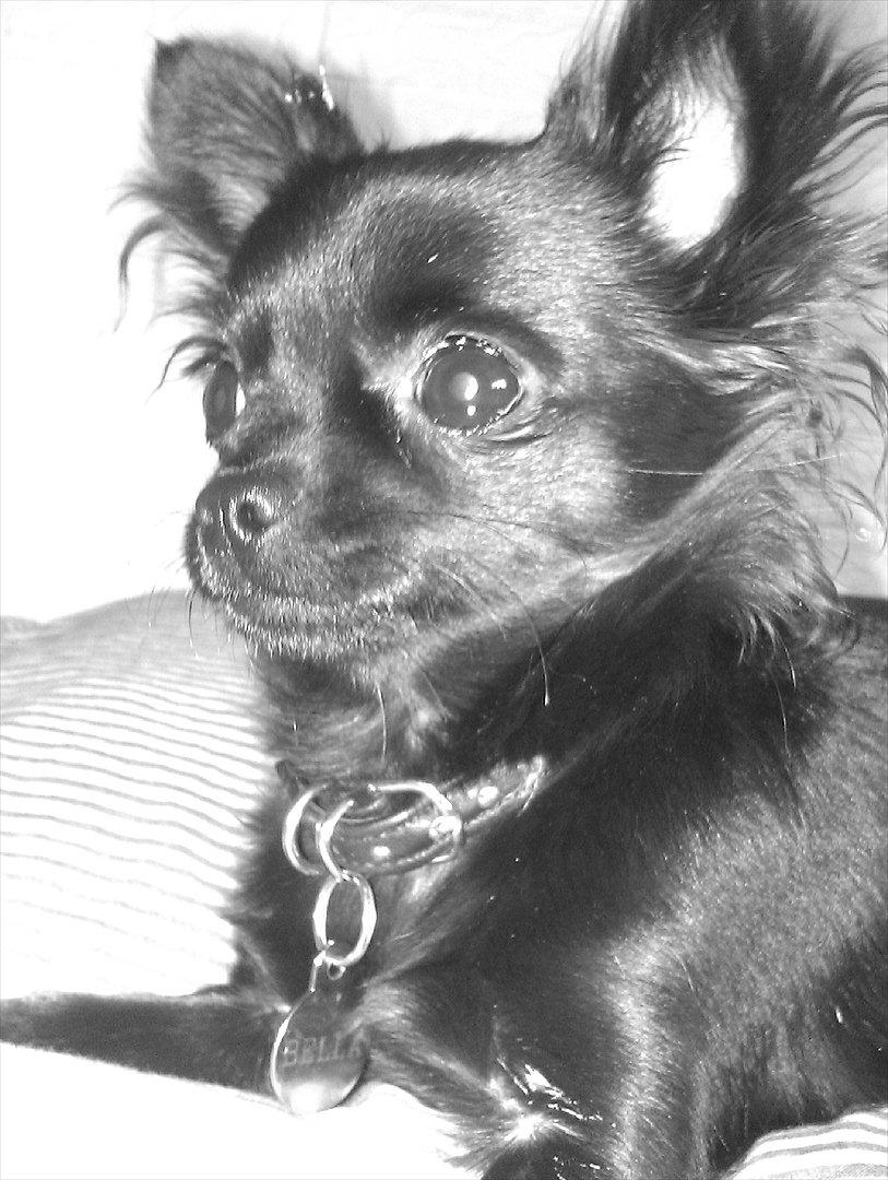 Chihuahua Bella  billede 1