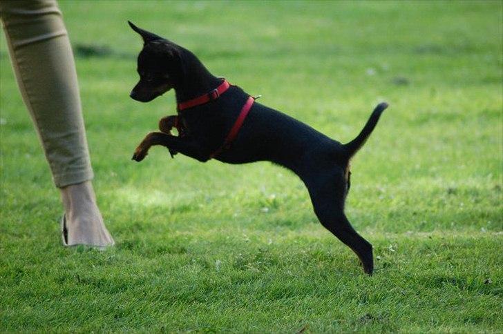 Dvaergpinscher mini mee billede 1