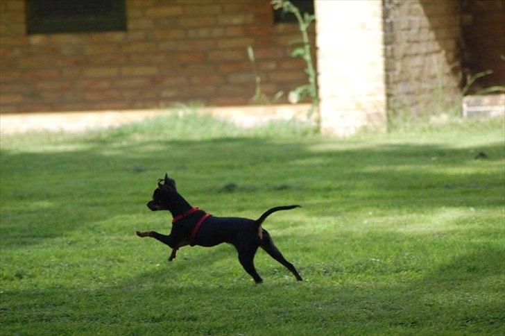 Dvaergpinscher mini mee billede 2