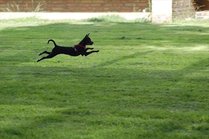 Dvaergpinscher mini mee billede 3