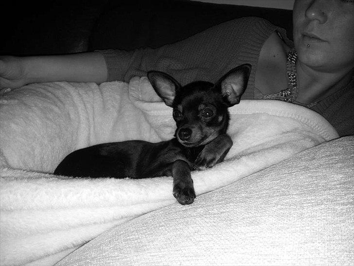 Dvaergpinscher mini mee billede 4