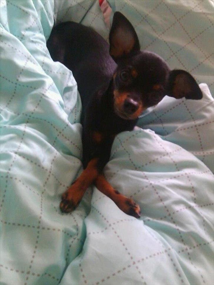 Dvaergpinscher mini mee billede 5