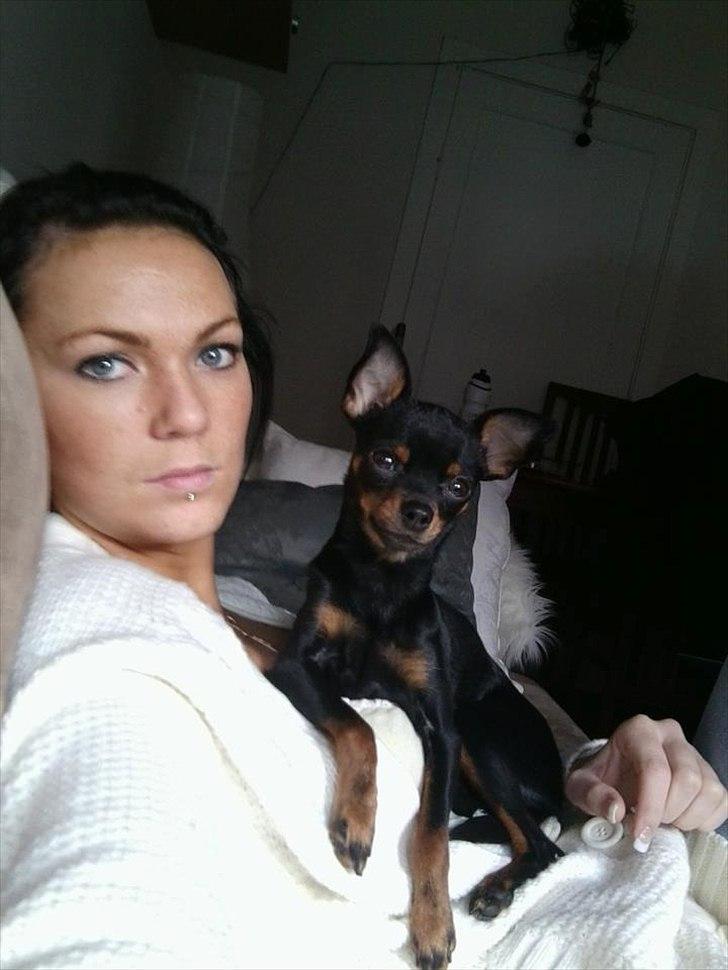 Dvaergpinscher mini mee billede 6