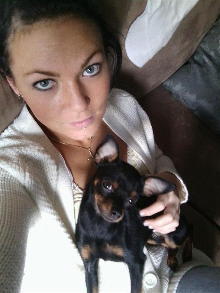 Dvaergpinscher mini mee billede 7