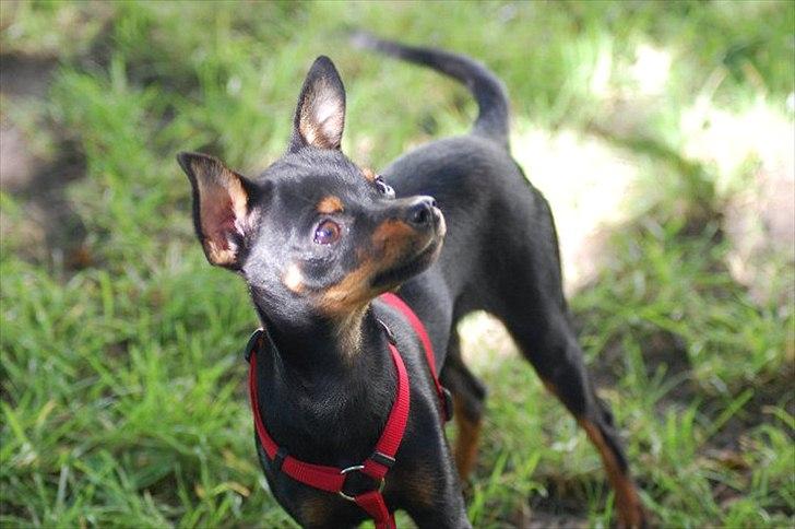 Dvaergpinscher mini mee billede 8