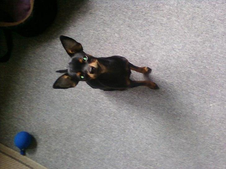 Dvaergpinscher mini mee billede 9