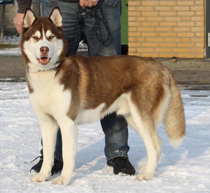 Siberian husky Snow Husky Ziemabor Aslan billede 2